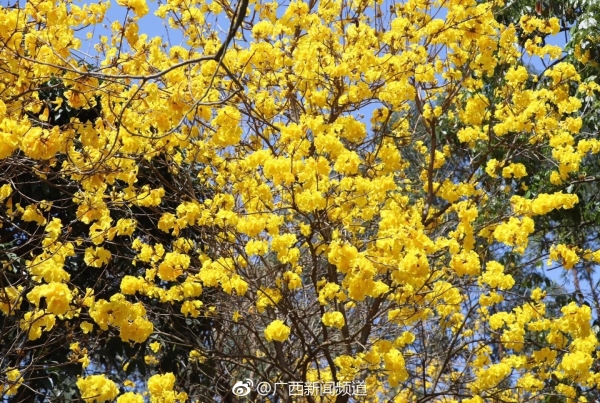 【焦點圖】（首頁標題）感謝春天的饋贈（內容頁標題）南寧：三百株黃花風鈴競相綻放 感謝春天的饋贈