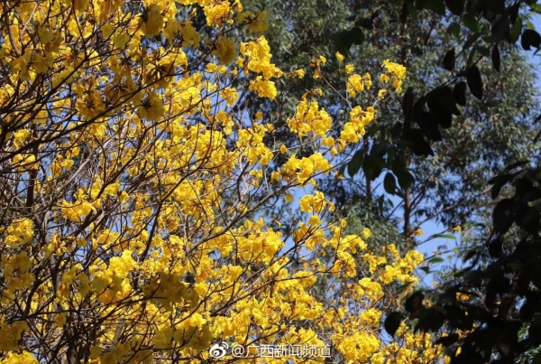 【焦點圖】（首頁標題）感謝春天的饋贈（內容頁標題）南寧：三百株黃花風鈴競相綻放 感謝春天的饋贈