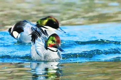 螺紋鴨首現圓明園