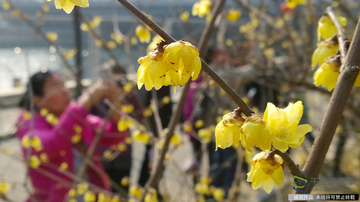 春回大地 北京公園臘梅盛開