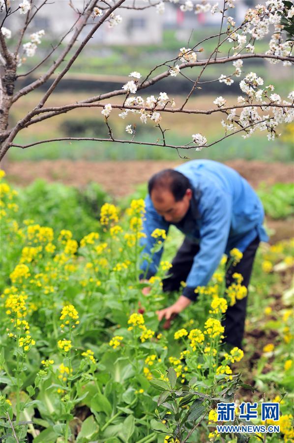 江西永豐：春日勞作正當時