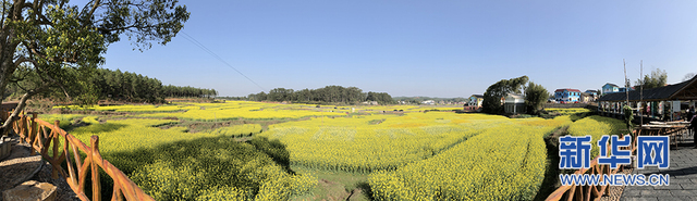 到畫村看花海 江西萬安縣首屆油菜花節開幕