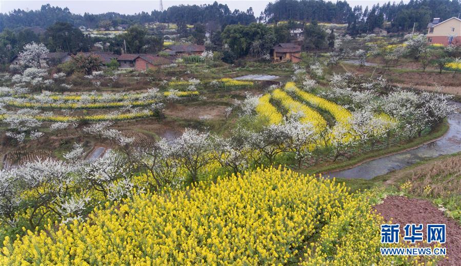 四川：以“花”為媒 實現鄉村振興