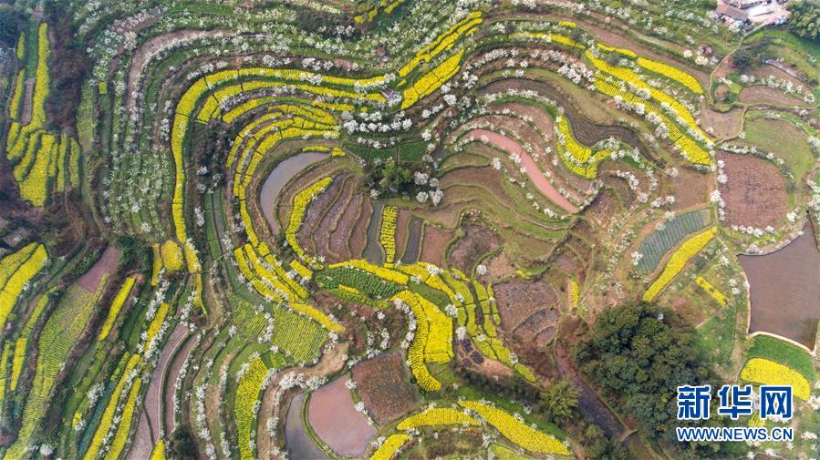 四川：以“花”為媒 實現鄉村振興