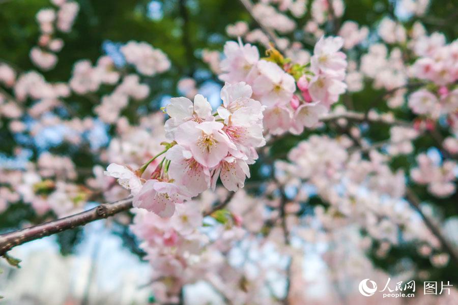 上海靜安雕塑公園春花爛漫 市民踏春賞花樂不停