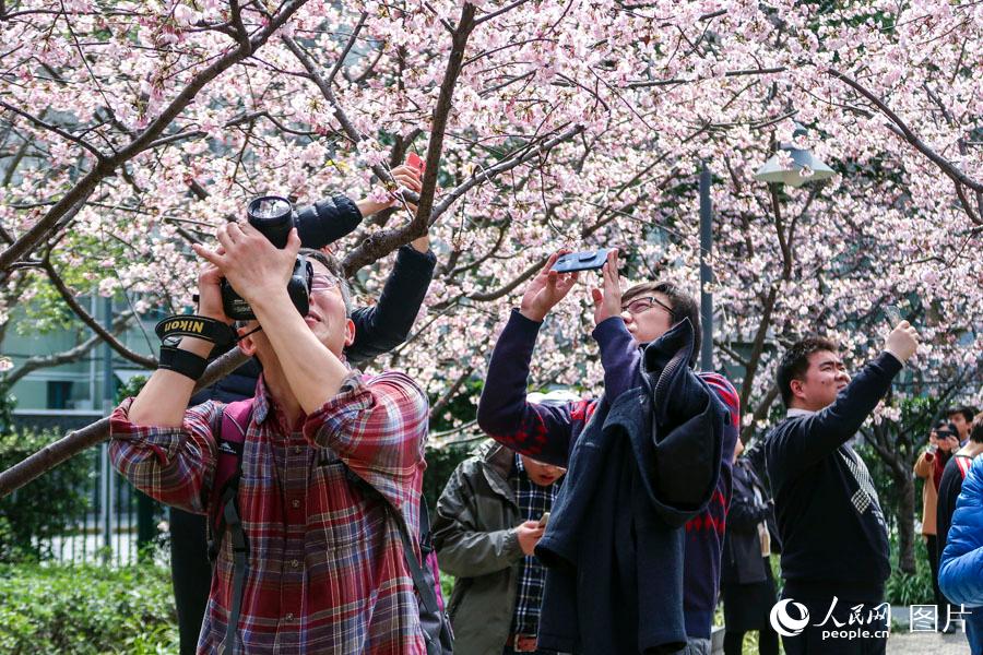 上海靜安雕塑公園春花爛漫 市民踏春賞花樂不停