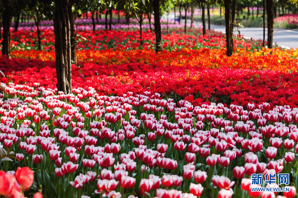 百萬株鬱金香花開重慶太寺埡森林公園