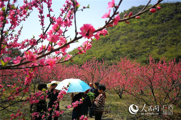 圖片默認標題_fororder_陽春三月桃花開