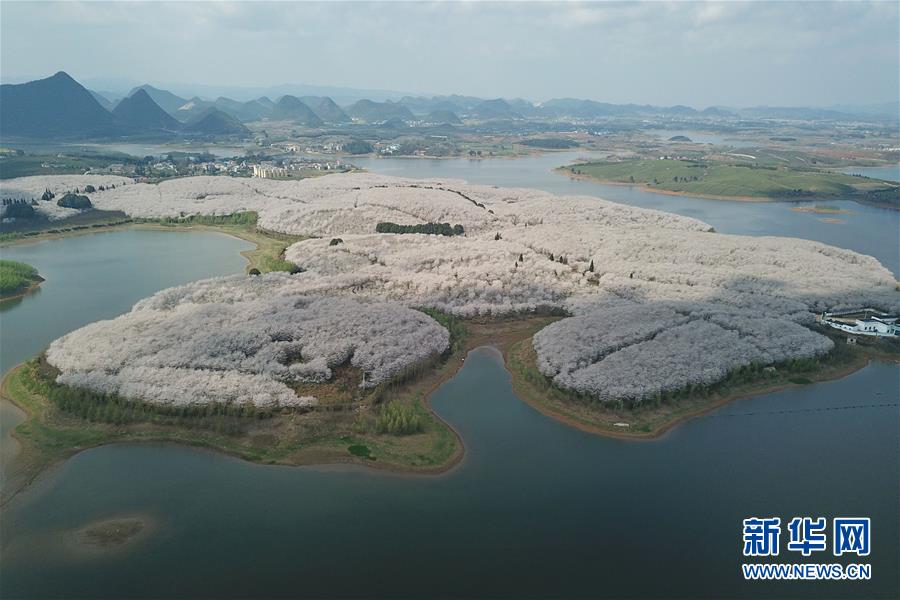 貴州貴安新區：櫻花滿天賞春光