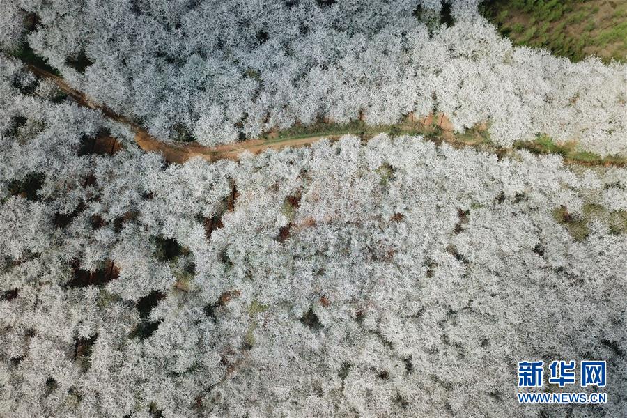 貴州貴安新區：櫻花滿天賞春光