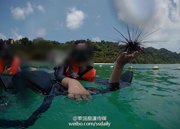 中國遊客非法潛水撈海膽和巨蚌？ 泰媒：遭蓄意抹黑