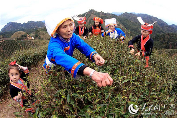 圖片默認標題_fororder_六段村民開採春茶（黃光熒 攝）_副本