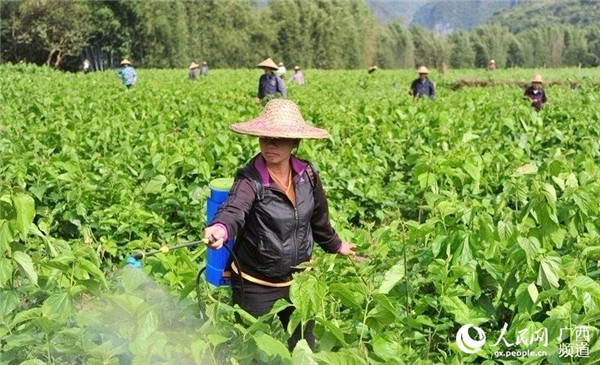 圖片默認標題_fororder_宜州蠶農在護理桑園_副本