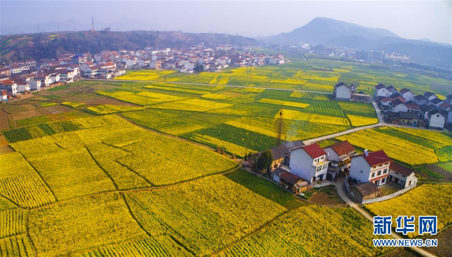 又是一年春好處 定軍山下菜花香