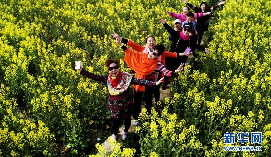 又是一年春好處 定軍山下菜花香