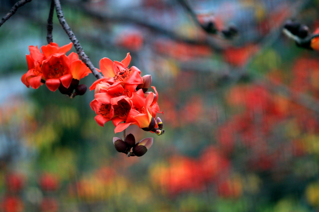 陵園西路木棉競相開放 一片紅紅火火非常壯觀