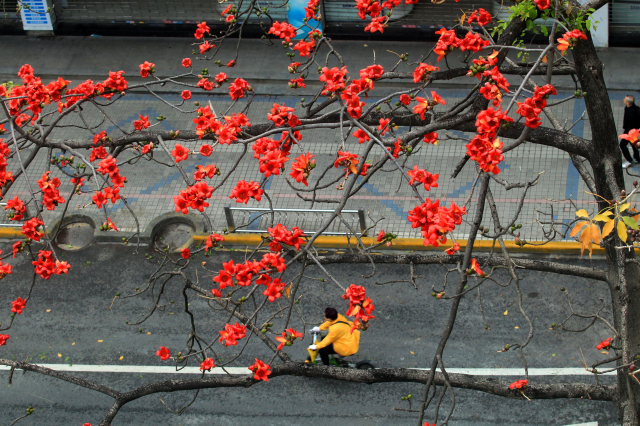 陵園西路木棉競相開放 一片紅紅火火非常壯觀