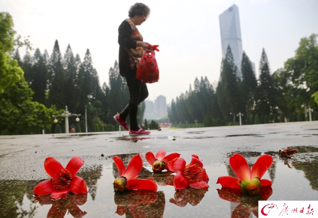 陵園西路木棉競相開放 一片紅紅火火非常壯觀