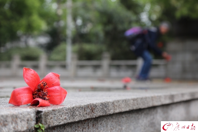 陵園西路木棉競相開放 一片紅紅火火非常壯觀