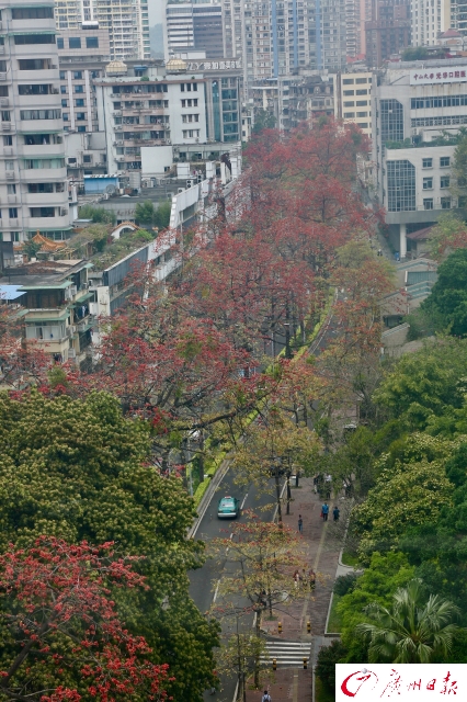 陵園西路木棉競相開放 一片紅紅火火非常壯觀