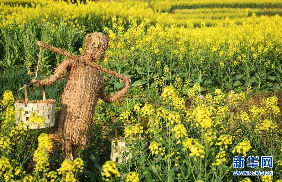 重慶雲陽：油菜花香春意濃