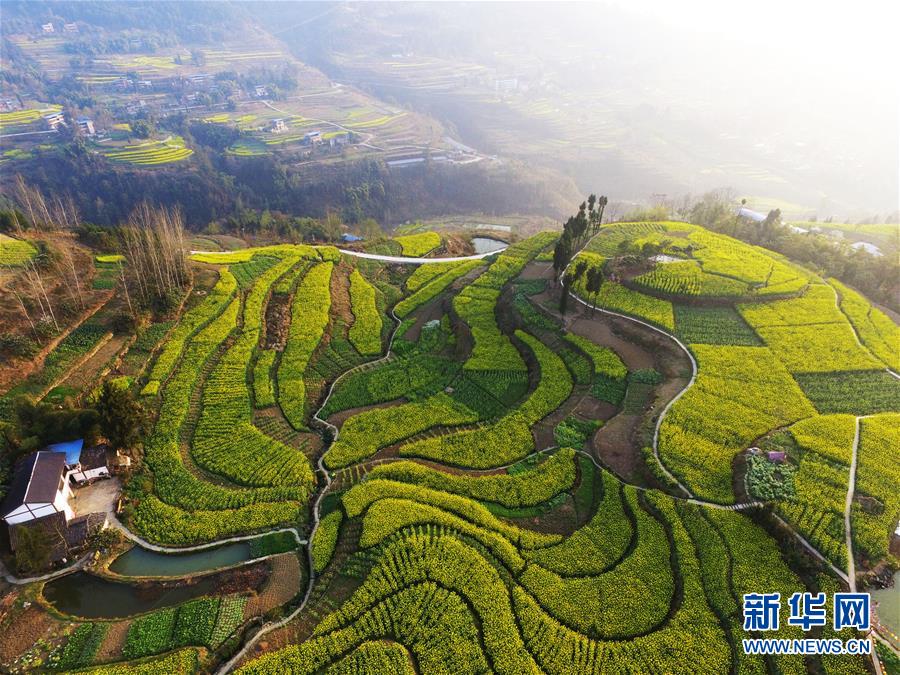 重慶雲陽：油菜花香春意濃