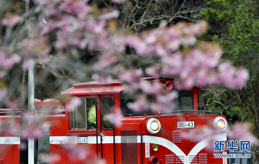 阿里山迎來賞花季