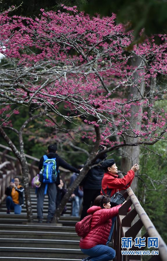 阿里山迎來賞花季