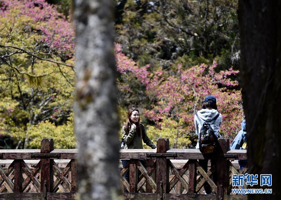 阿里山迎來賞花季