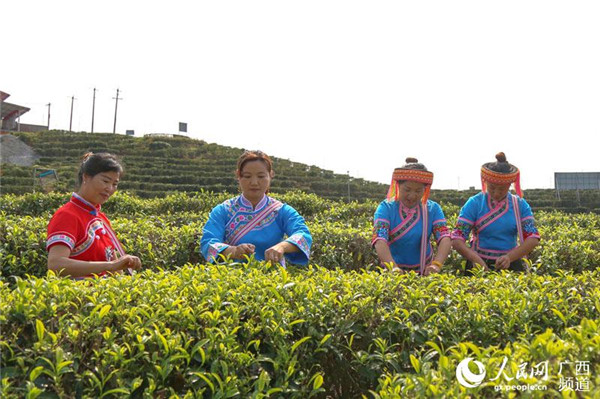 圖片默認標題_fororder_茶農採摘春茶_副本