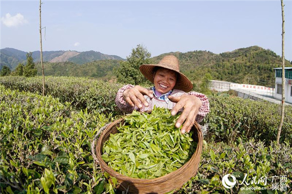 圖片默認標題_fororder_茶農採摘春茶2_副本