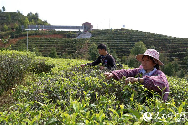 圖片默認標題_fororder_茶農採摘春茶3_副本