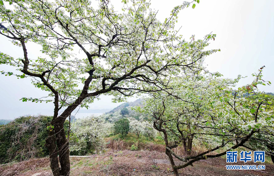 廣東潮州：梨花帶雨 山溪野徑處處景