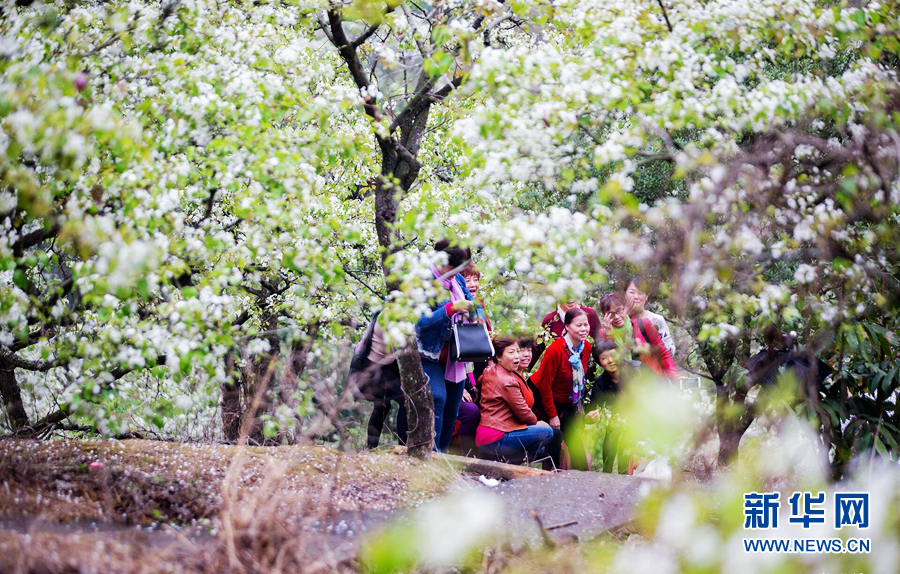 廣東潮州：梨花帶雨 山溪野徑處處景