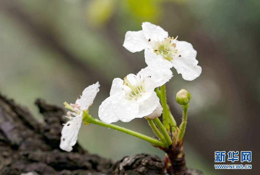 廣東潮州：梨花帶雨 山溪野徑處處景