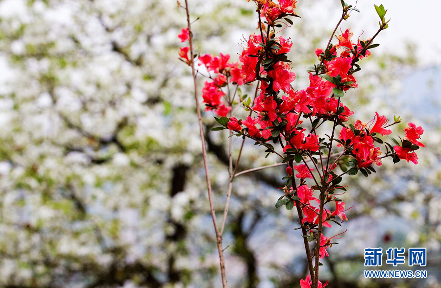 廣東潮州：梨花帶雨 山溪野徑處處景