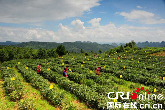 （已過審/要聞）貴州"春茶第一壺”平塘開採