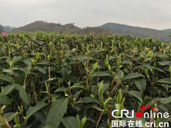 （已過審/要聞）貴州"春茶第一壺”平塘開採