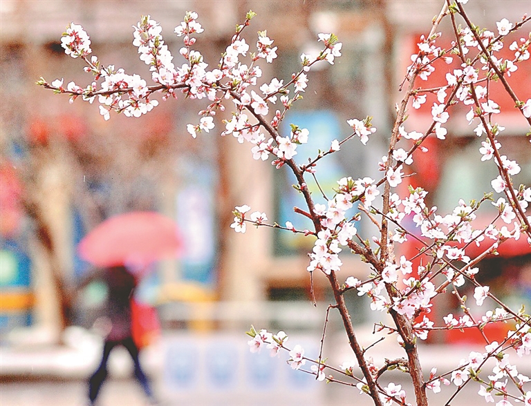 春雨潤冰城