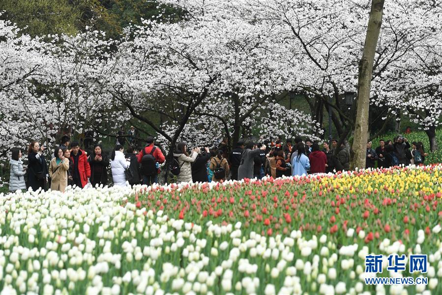 西子湖畔 鮮花爛漫