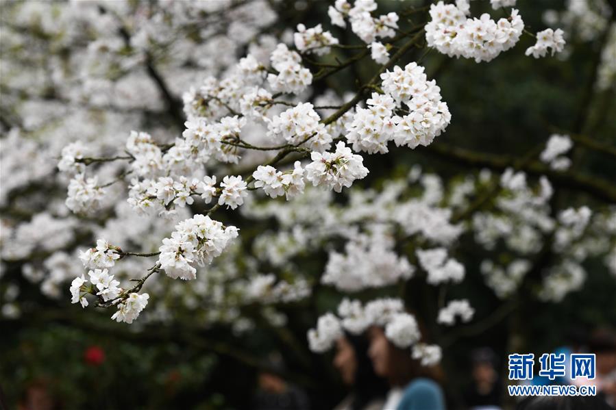 西子湖畔 鮮花爛漫