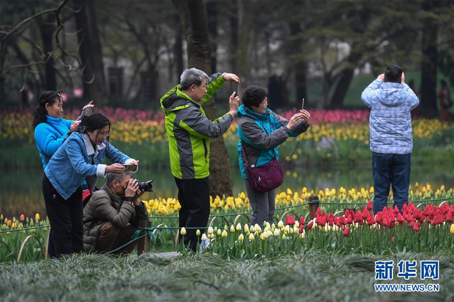 西子湖畔 鮮花爛漫