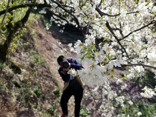 重慶豐都：櫻桃花開俏爭春