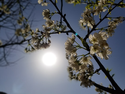 重慶豐都：櫻桃花開俏爭春