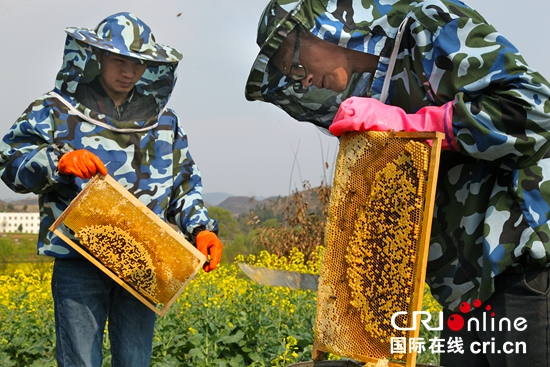 貴州“趕花”人:追著花期釀甜蜜