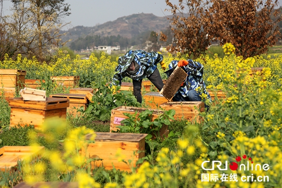 貴州“趕花”人:追著花期釀甜蜜