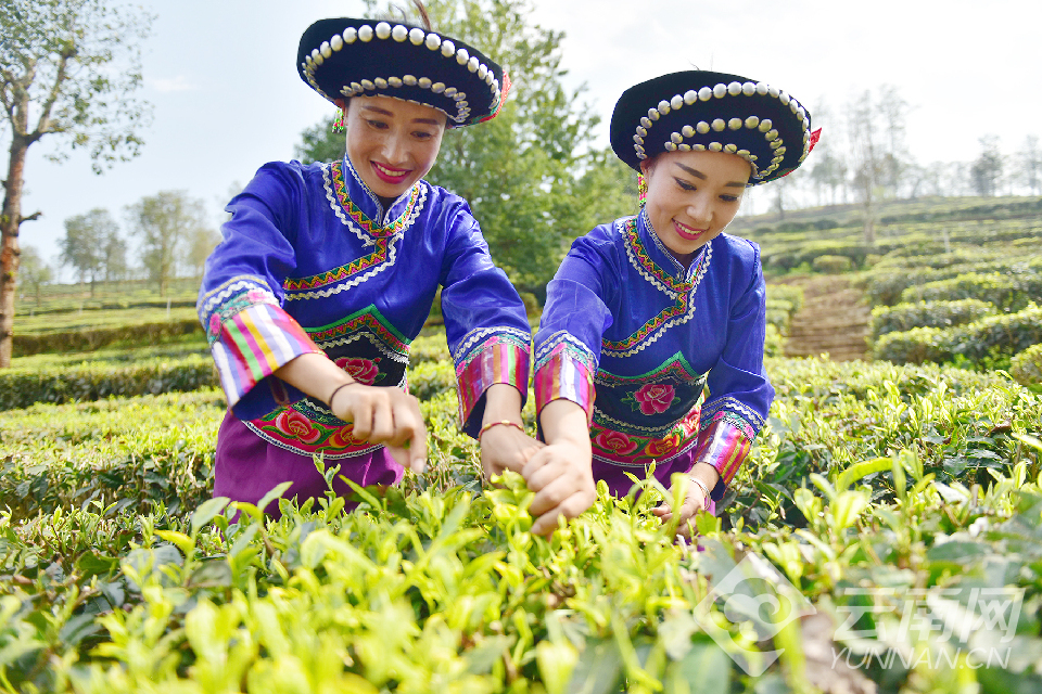 大理：又到春茶採摘時