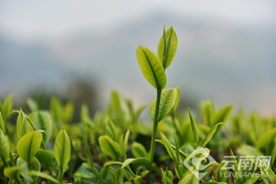 大理：又到春茶採摘時