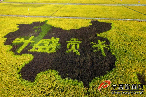 好大米是這樣種出來的