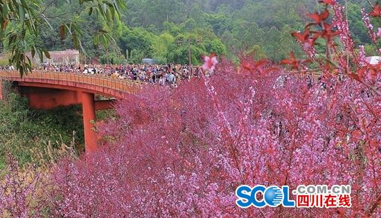 火過樂山大佛！樂山這個公園週末近10萬人來看桃花